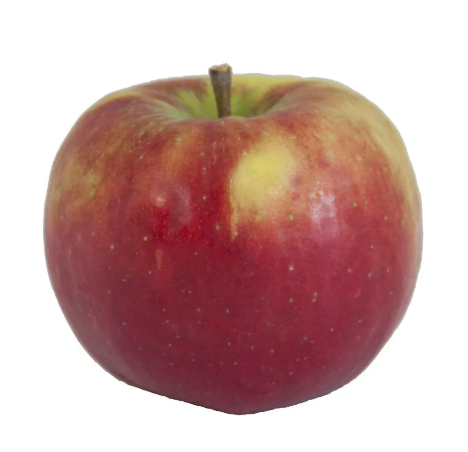 Topaz, der Allrounder unter den Apfelsorten