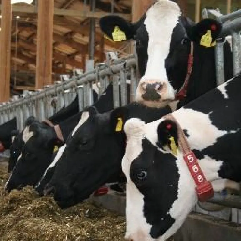 Mehr Milch und gesündere Kühe durch Pansenstimulierung, Leberschutz und Energie