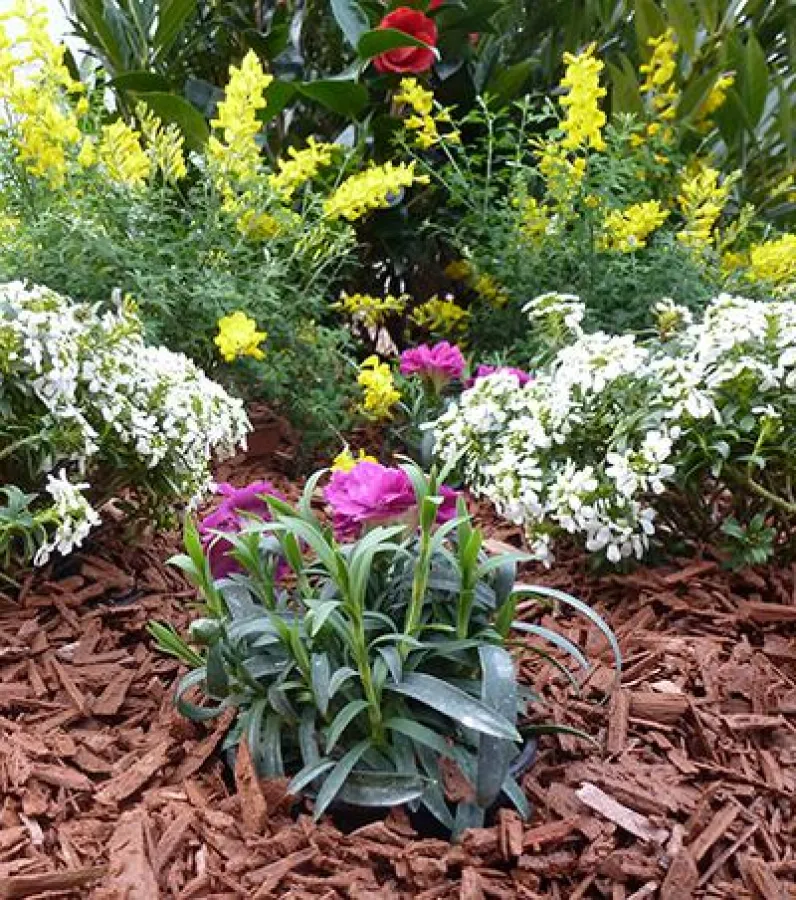 Zur Dekoration und Bodenabdeckung: Gala DEKOSTIXX