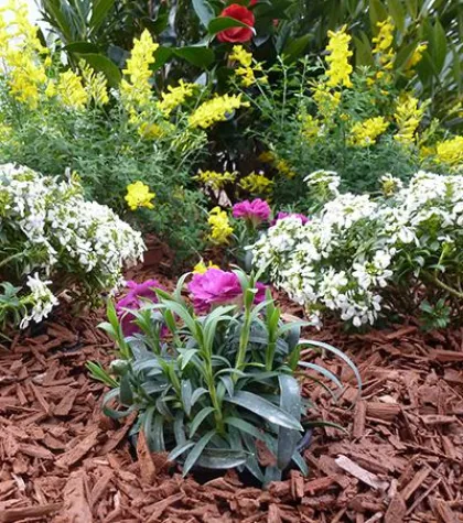 Bild: Neu: Innovativer und dekorativer Bodenhilfstoff - versteinerte Holzspäne