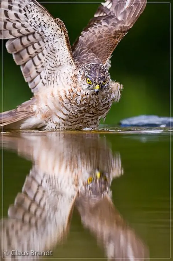 Aufbaukurs Tierfotografie mit Claus Brandt
