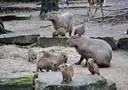 Bild: Schweinerei hoch zehn im Erlebnis-Zoo Hannover