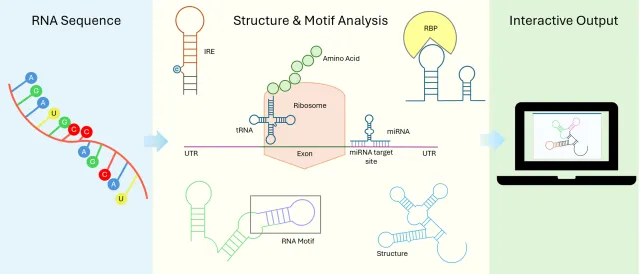 Bild: Neues Werkzeug entschlüsselt Struktur und Motive von RNA