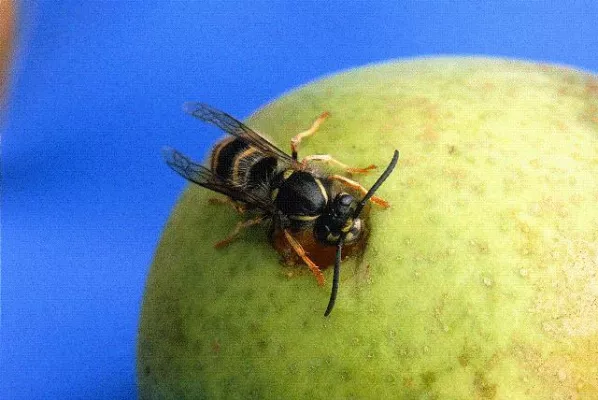 Bild: Experten-Tipps zum Umgang mit Wespen - Wespenplage: Kinder und Allergiker schützen