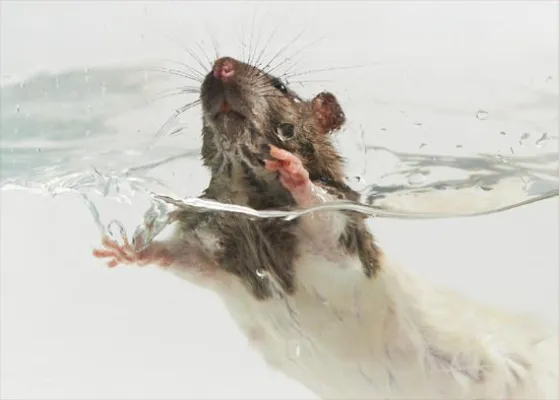 Bild: Europäischer Tag der Depression - Tierversuche bringen keinen Fortschritt