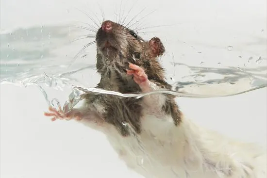 Bild: Europäischer Tag der Depression - Tierversuche bringen keinen Fortschritt