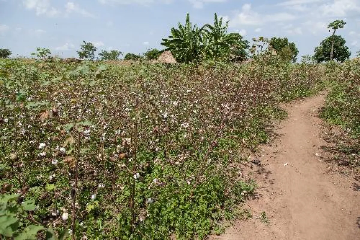Bio-Baumwollfeld von Cotonea: kein GMO, kein Glyphosat