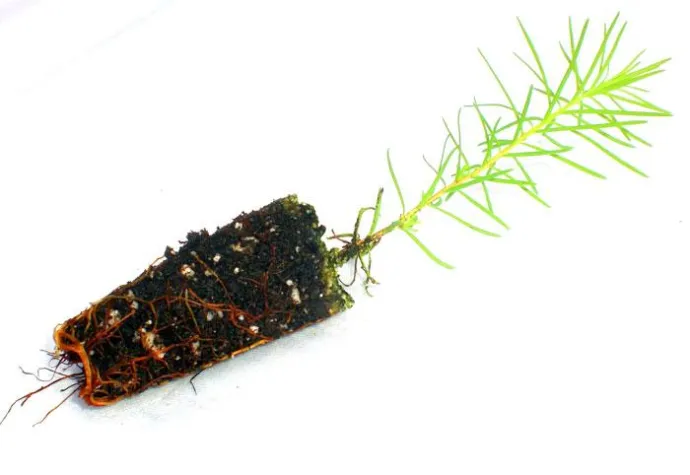 Bild: Direktverkauf von Forstpflanzen