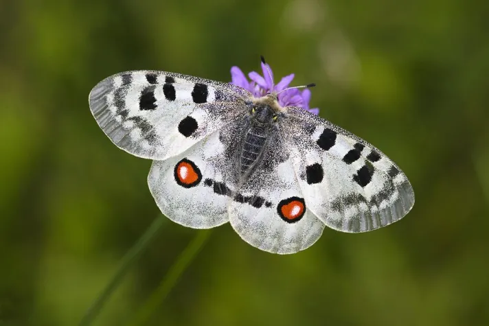 Bild: Digitale Aufnahmetechniken in der Naturfotografie