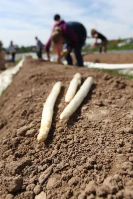 Bild: Kulinarischer Naturgenuss zwischen Rhein und Reben: Ein „Spargelfeines Wochenende“ in der Südpfalz