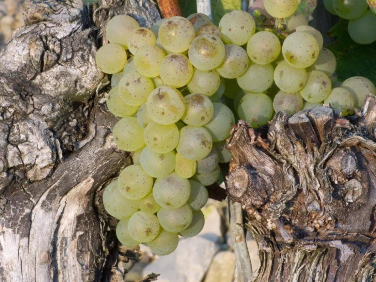 Weinlese im Premiumweinort Randersacker - Die Gelegenheit Resultate der Vorjahre zu verkosten.