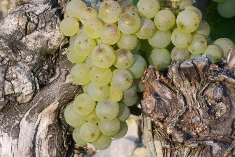 Entdeckungsreise: Mit dem Riesling um die Welt Bild: Entdeckungsreise: Mit dem Riesling um die Welt