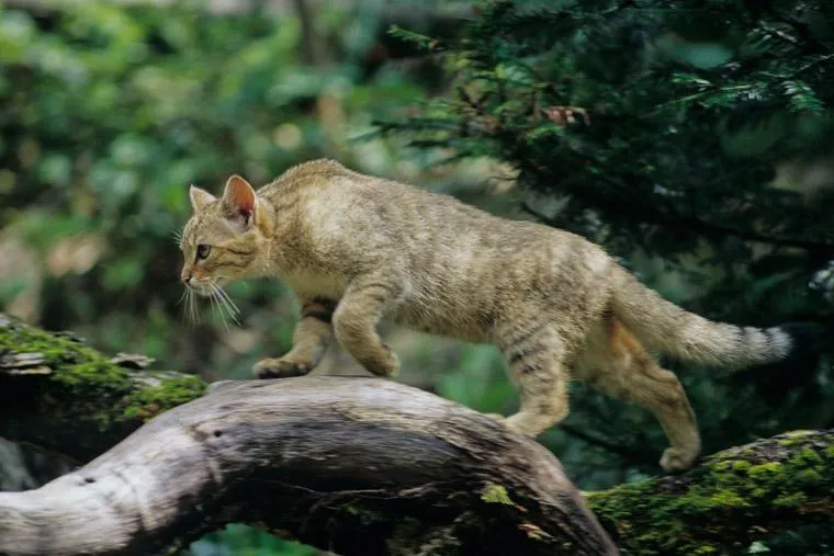 Bild: 11.000 Unterschriften für 11.000 Hektar Nationalpark Steigerwald