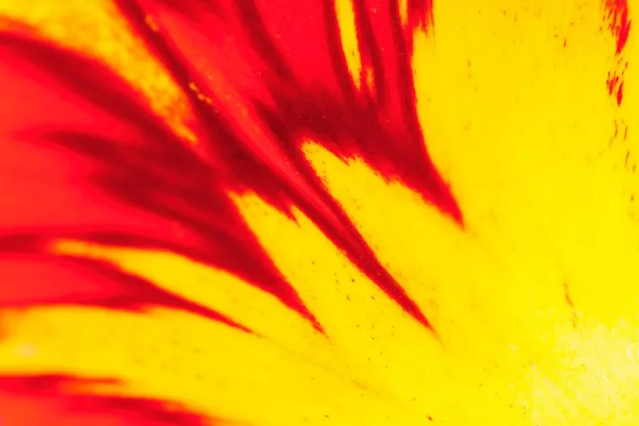 Bild: Fotoworkshop Makrofotografie Tulpen & Orchideen