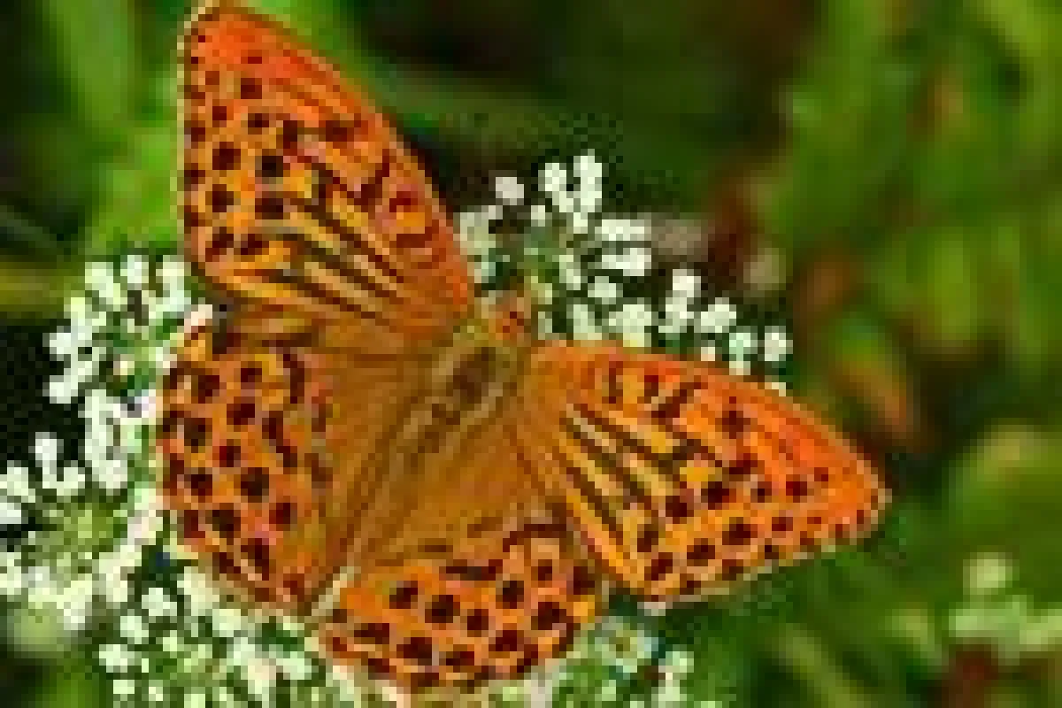 Makrofotografie an der Mosel - FOTOCAMPUS