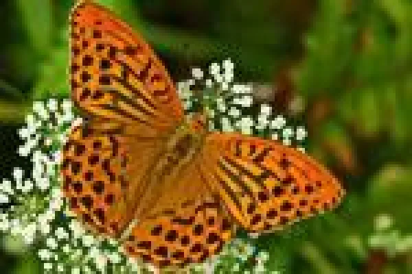 Bild: Exkursion Makrofotografie – Apollofalter an der Mosel