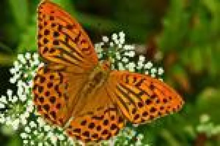 Exkursion Makrofotografie – Apollofalter an der Mosel Bild: Exkursion Makrofotografie – Apollofalter an der Mosel