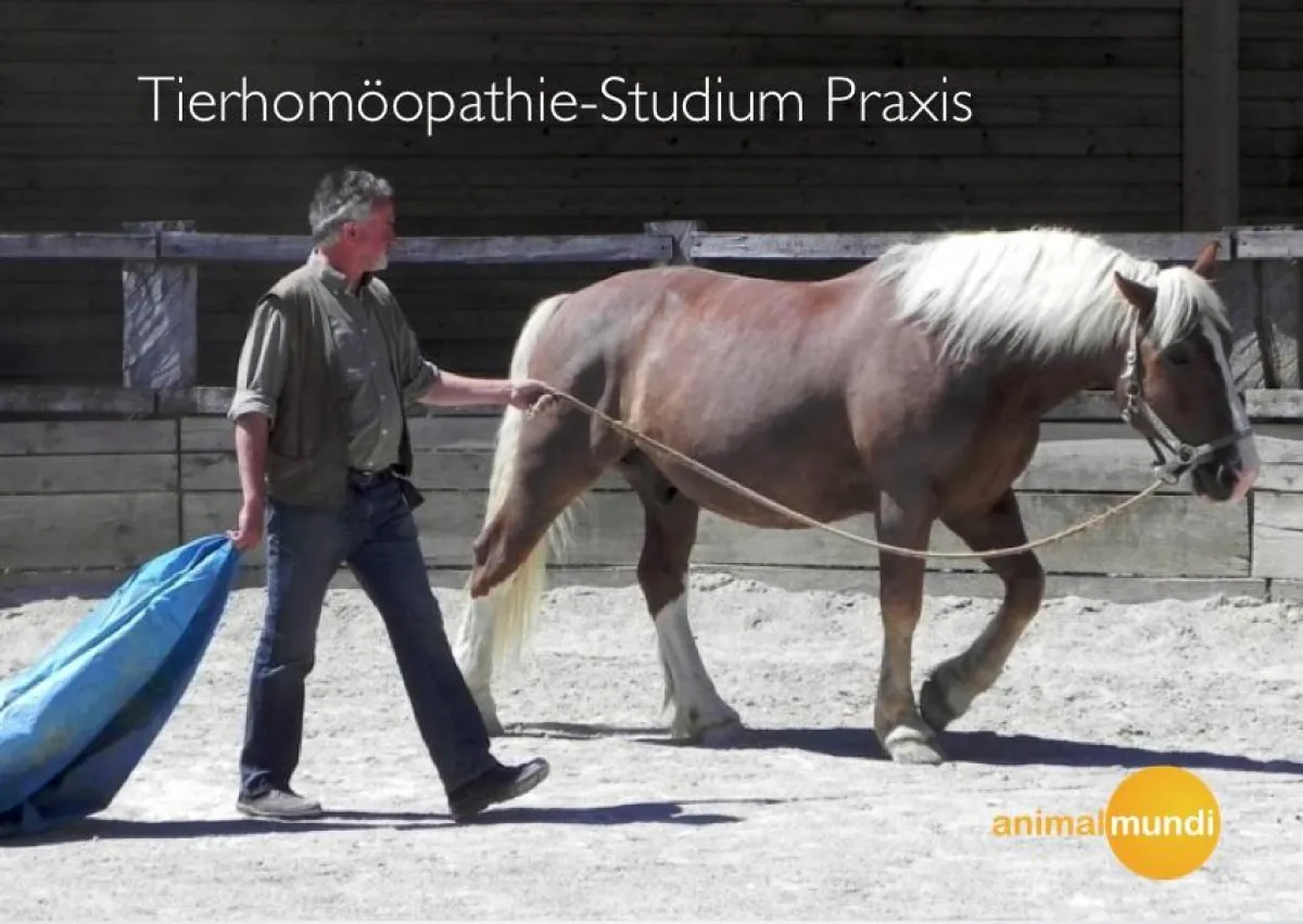 Peter Mohr bei der erfolgreichen ARbeit mit einem scheuenden Pferd.