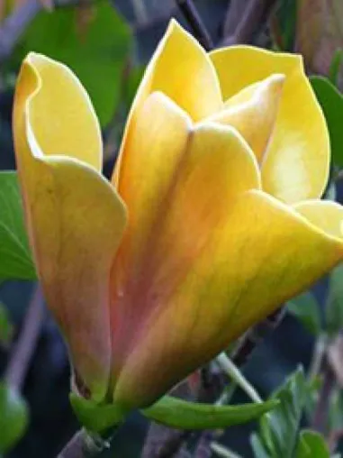 Neue Magnolien-Solitärgehölze-Sorten für den Garten - tolle Ziergehölze mit außergewöhnlicher Blütenpracht Bild: Neue Magnolien-Solitärgehölze-Sorten für den Garten - tolle Ziergehölze mit außergewöhnlicher Blütenpracht