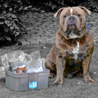 Bild: Jetzt gibt's was in die Schnauze: Kauartikel aus der KauBox®