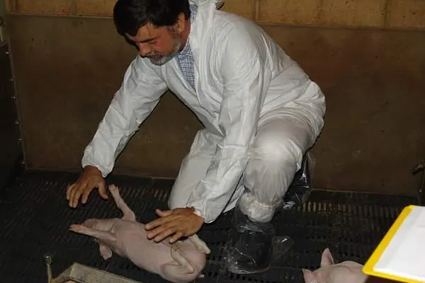 Bild: KENNEN SIE DEN AVA - SCHWEINE-FLÜSTERER ?