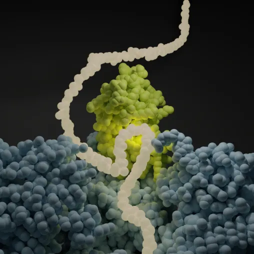 Bild: Neue Erkenntnisse zu den ersten Schritten der Proteinsynthese