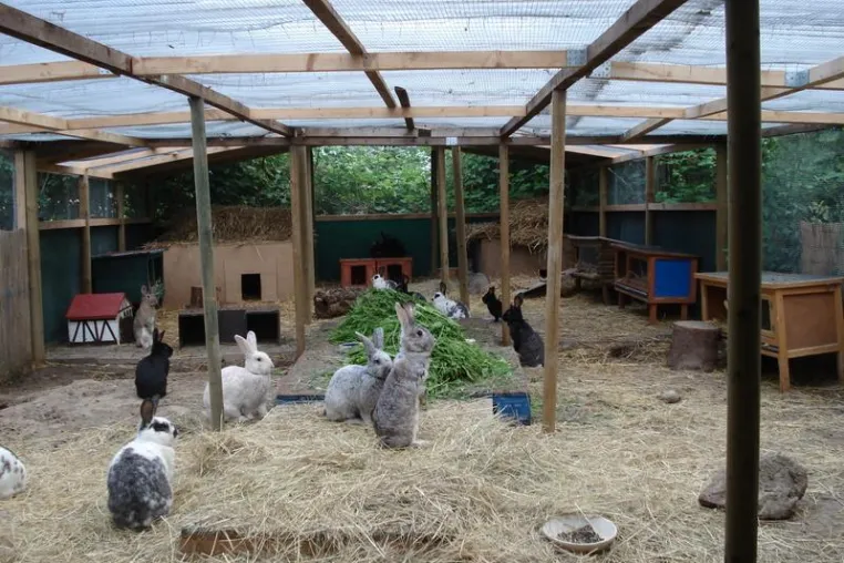 Tierhilfefond Kaninchenrettung e.V.: Zukunft spenden, Kaninchenretter werden Bild: Tierhilfefond Kaninchenrettung e.V.: Zukunft spenden, Kaninchenretter werden