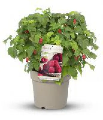 Bild: Topfhimbeere von LANDGEFÜHL® bringt Nascherlebnis auf den Balkon