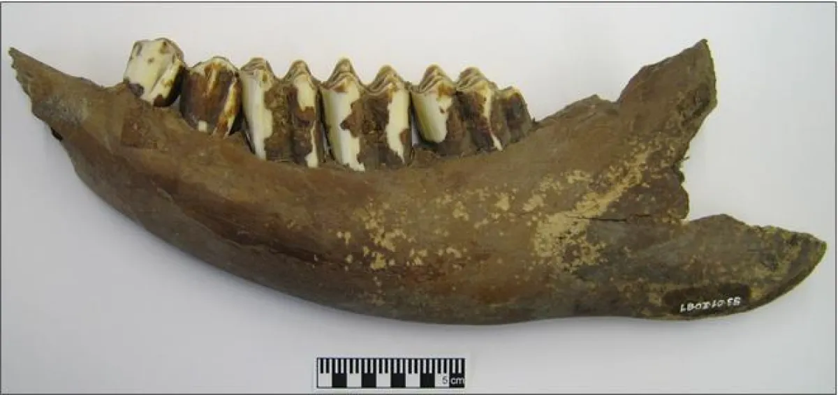 5400 year old bovine lower jaw. (University of Basel, IPNA, C. Gerling)