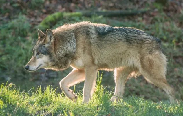 Bild: Zwischen Wölfen, Wildschweinen und Wisenten: 1-tägiges Fotoseminar „Tierfotografie“ im Wisentgehege Springe