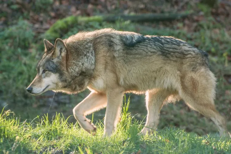 Bild: Zwischen Wölfen, Wildschweinen und Wisenten: 1-tägiges Fotoseminar „Tierfotografie“ im Wisentgehege Springe