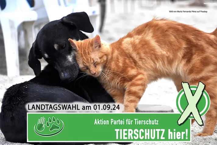 Bild: Landtagswahl in Thüringen - Tierschutz ist wählbar!