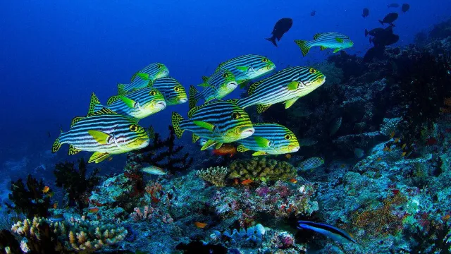 Bild: Von Delfinen, Schildkröten und fluoreszierenden Meeresbewohnern: Erlebnisurlaub im Niyama Private Islands