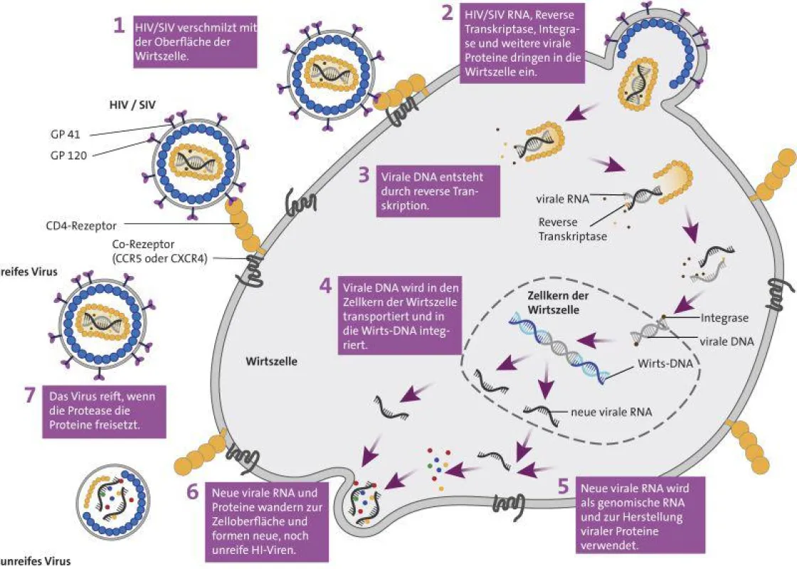 Replikationszyklus des humanen (HIV) bzw. Affenimmundefizienzvirus (SIV). Das Virus vermehrt sich unter anderem in körpereigenen CD4+-T-Helferzellen. (Abbildung: Luzie J. Almenräder)