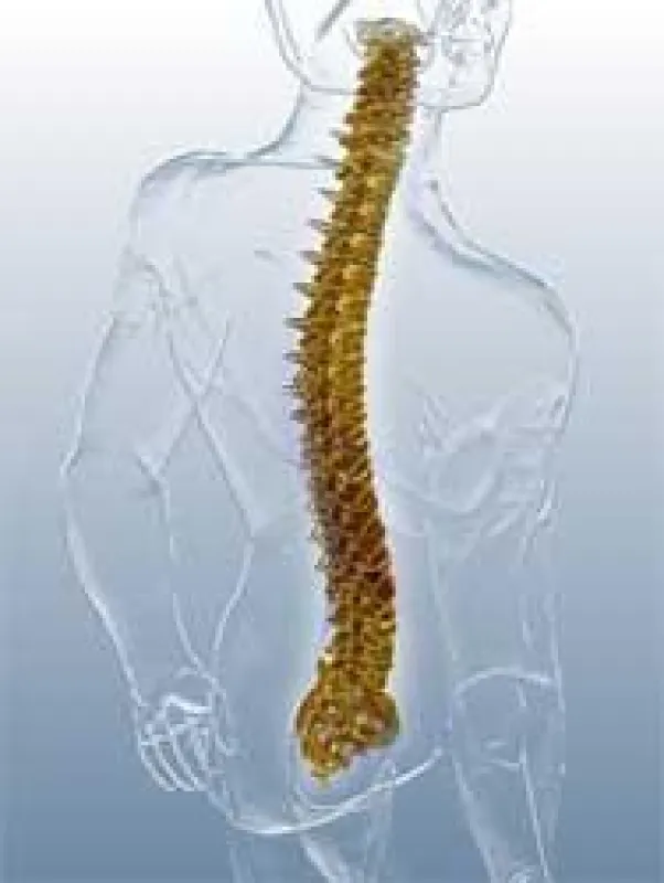 3D Rücken ©medicalpicture