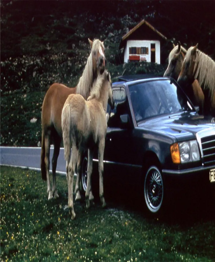 Pferdehaftpflicht ab 29,99- 110 Tarife Pferdehaftpflicht vergleichen und sparen