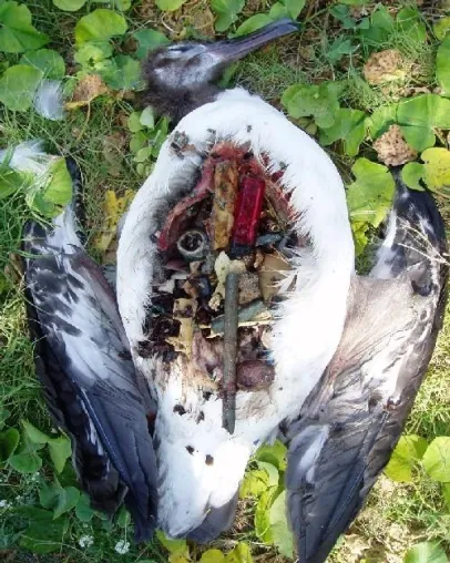 Müll im Meer geht uns alle an -Augen auf am Urlaubsort Bild: Müll im Meer geht uns alle an -Augen auf am Urlaubsort