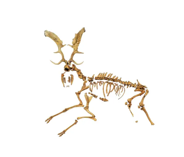Bild: Europäisches Damwild vor 120.000 Jahren – dem Verlust genetischer Vielfalt auf der Spur