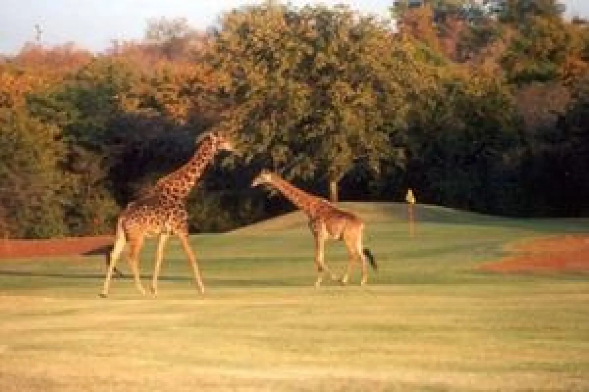Wilde Tiere auf den Fairways des Hans Merensky Golf Clubs, der direkt am Krüger National Park liegt.