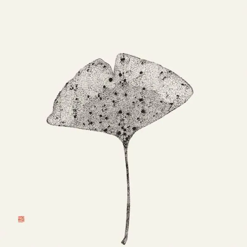 Songwen Sun-von Berg Ginkgo biloba, 2013 Tusche auf China-Papier 100 x 100 cm