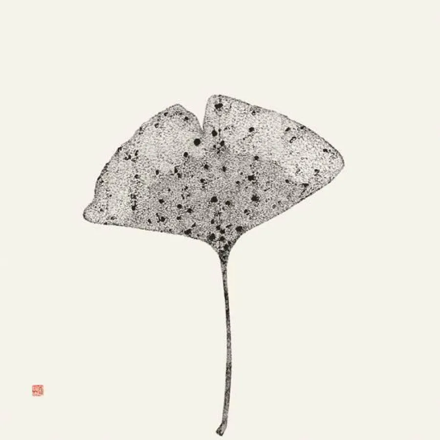 Songwen Sun-von Berg       Ginkgo biloba, 2013       Tusche auf China-Papier       100 x 100 cm