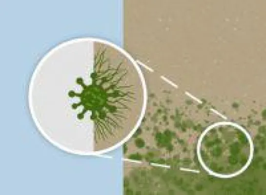 Bild: Regenzeit ist Schimmelzeit - Tipps gegen Schimmelpilz im Haus