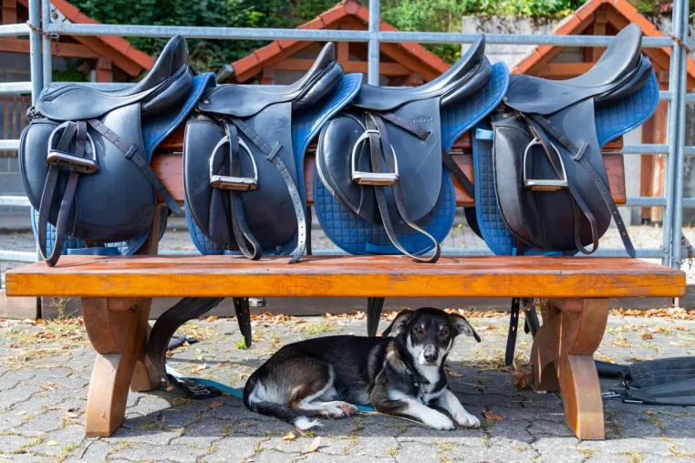 Boxenstopp deluxe - Urlaub mit eigenem Pferd im Hotel Freund Bild: Boxenstopp deluxe - Urlaub mit eigenem Pferd im Hotel Freund