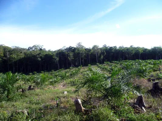 Bild: Abholzung von Regenwald für die Palmölproduktion erwärmt Indonesien