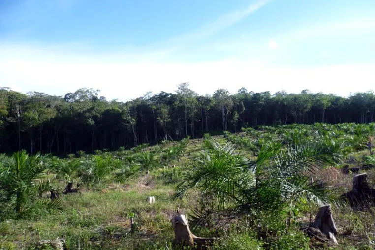 Abholzung von Regenwald für die Palmölproduktion erwärmt Indonesien Bild: Abholzung von Regenwald für die Palmölproduktion erwärmt Indonesien