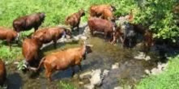 Bild: Harzer Rotvieh und Wilder Mann – Viehaustrieb 2009 in Wildemann im Oberharz