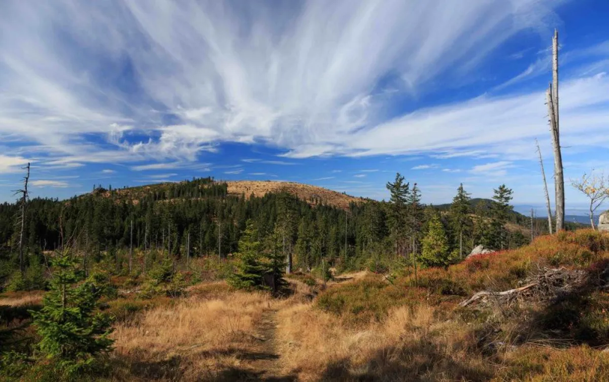 Der Bayrische Wald: Eine inspirative Quelle für kreative Köpfe (Fotocredit: Lindenwirt)