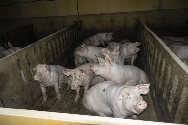 Bild: Verantwortliche der größten Schweinemast Niedersachsens stehen weiterhin vor Gericht 