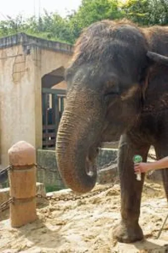 Bild: Tierische Unterstützung für Lena aus dem Erlebnis-Zoo Hannover