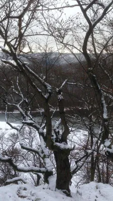 Bild: Der Buche in die Gene schauen - Vollständiges Genom der Rotbuche entschlüsselt